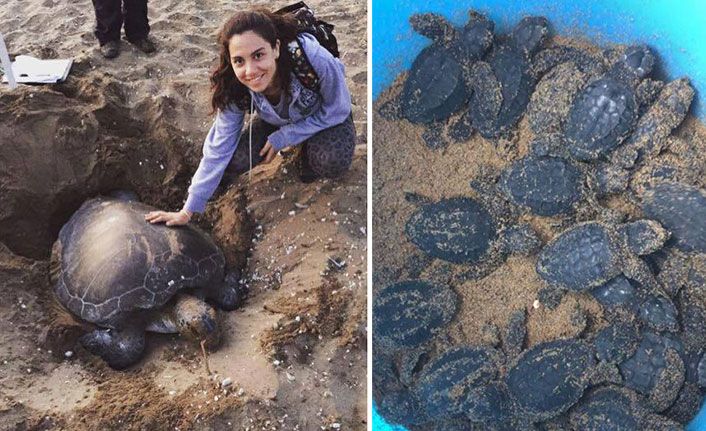 Asya Hilmioğlu anısına düzenlenen etkinlikte 110 yavru kaplumbağa denizle buluştu