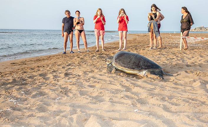 Meritta Deniz Kaplumbağaları Rehabilitasyon Merkezinde tedavi edilen yeşil kaplumbağa su ile yeniden buluştu