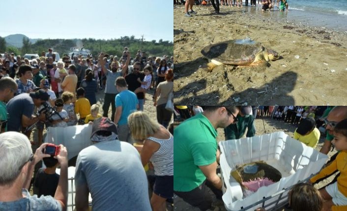 Ağır yaralı olarak bulunan Caretta Caretta 4 yıl süren tedavinin ardından sağlığına kavuştu