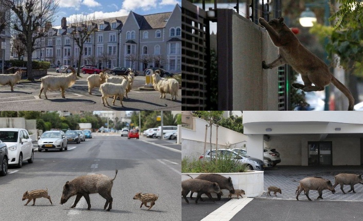 Sokaklar hayvanlarla doldu
