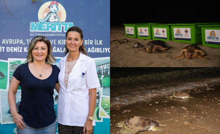 İlk kez 5 deniz kaplumbağası birlikte mavi özgürlüğe kavuştu
