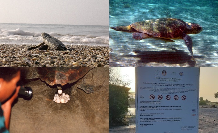 12 yılda 11 bin 50 deniz kaplumbağası yavrusunun denizle buluşması sağlandı