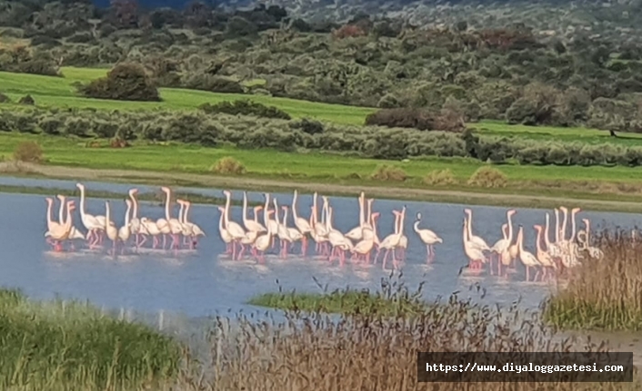 Göçmen kuşlardan olan flamingolar bu yıl Kıbrıs’ta daha çok sulak alanda görüntülendi