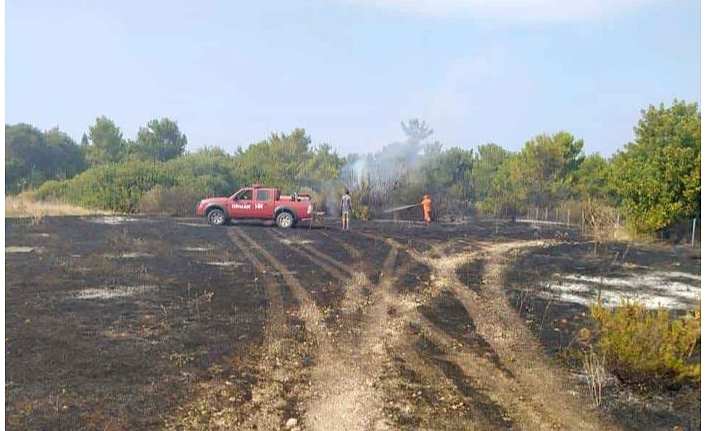 Çam ağaçları zarar gördü