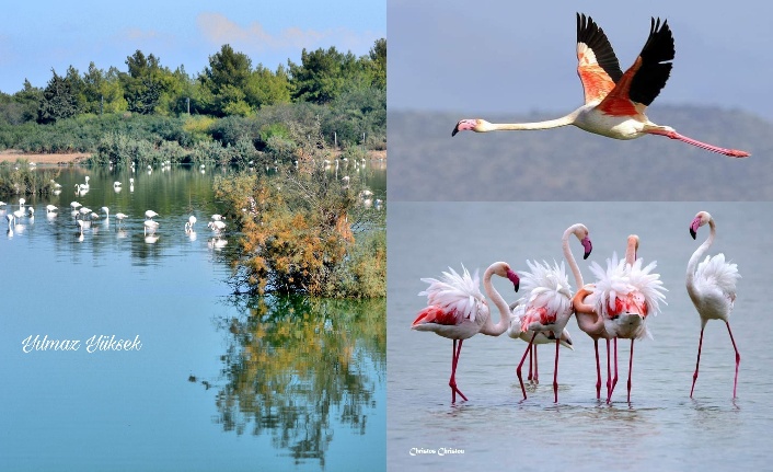 Mağusa’da ‘Pembe’ şölen