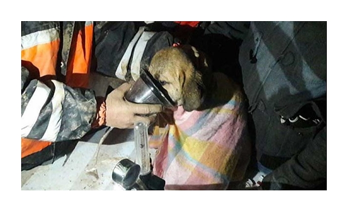 Kuyuya düşen köpek itfaiye ekipleri tarafından kurtarıldı