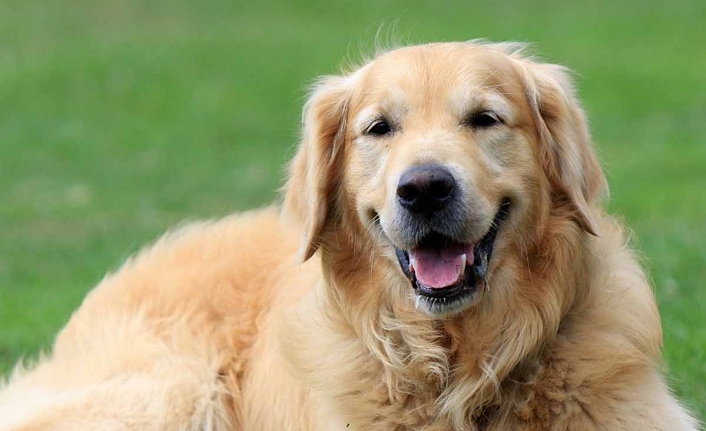 İnsanlara neler oluyor? Vicdanları sızlamadan tabanca ile masum köpeği vurdular