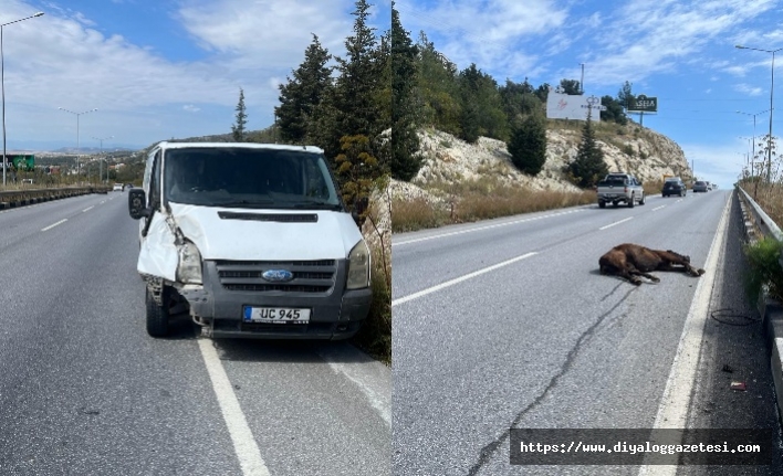 Aniden yola atıldı