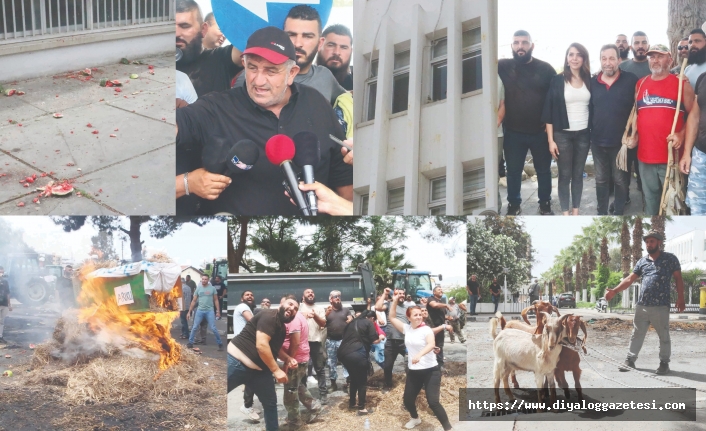 Keçiler şehre indi
