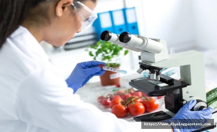 Yerli marul imha edilecek