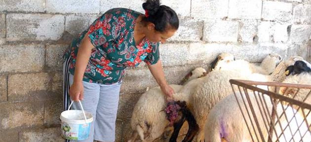 Başıboş köpekler Vadili’nin kabusu oldular