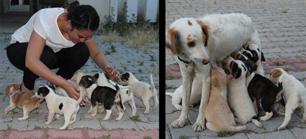 Yavru köpekleri bölge halkı sahiplendi