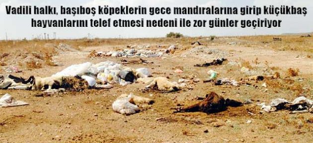 Buna kim dur diyecek?