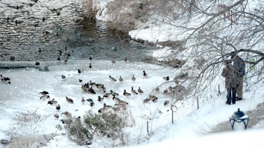 Central Park'ın gölleri dondu