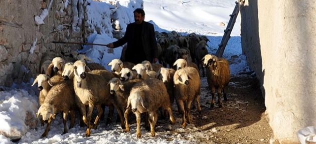 Çıplak kardeşler kurtarıldı