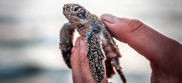  Deniz kaplumbağaları hayatla buluştu