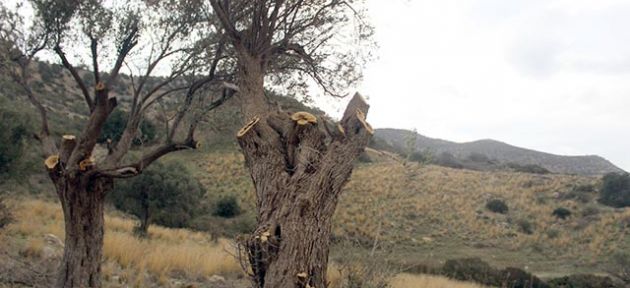 Doğa katliamı