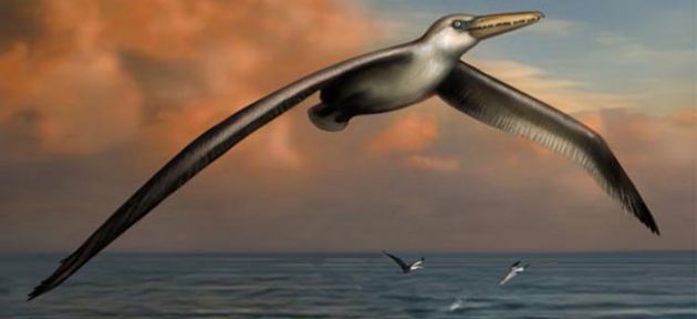 En büyük uçan canlı fosili iddiası