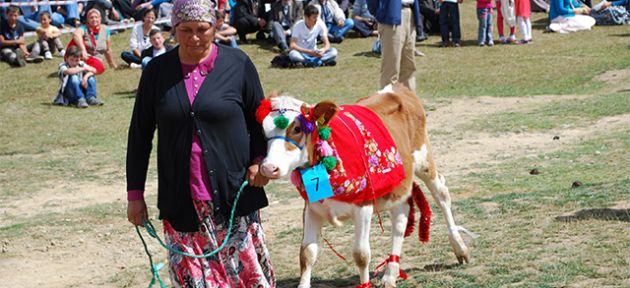 En güzel buzağı seçildi