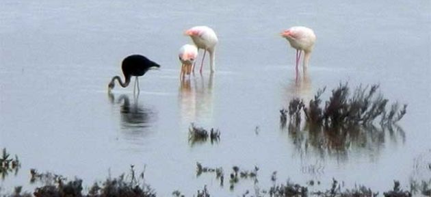 Flamingolar İlgi uyandırdı