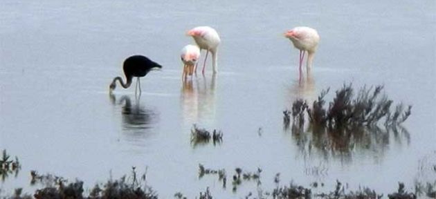 Flamingolar İlgi uyandırdı
