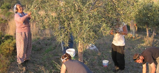 Zeytin toplama 15 Eylül'de başlayacak