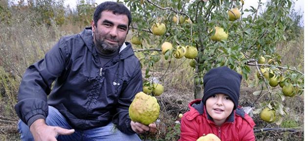 Kavun büyüklüğünde