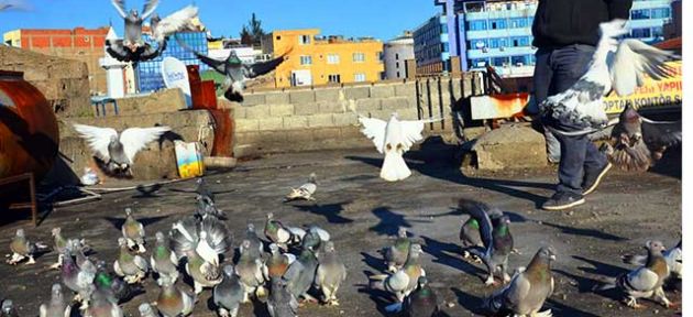 Kuş pazarı