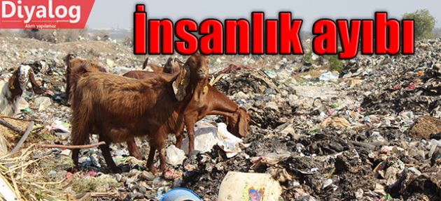 Oluşturulan çöplük, otlanan hayvanları zehirliyor