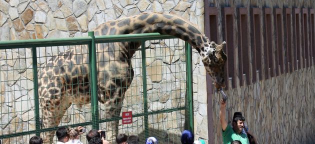 Safari park yapılacak