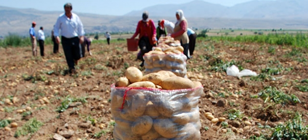 Sarı altını  darbe vurdu