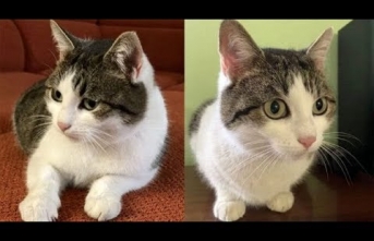 Rusya’da ‘doğaüstü güçleri olan’ bir kedi satışa çıkarıldı