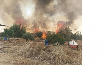 40 dönüm arazideki ağaçlar kül oldu