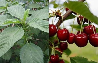 Denetim sonuçları açıklandı