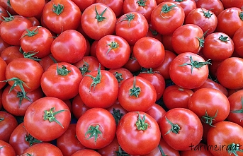 Domates sınıfta kaldı