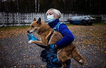 Sevimli dostlar iş başında, italya'nın Trentino-Alto Adige bölgesinde köpekler, okullarda Corona taraması yapacak