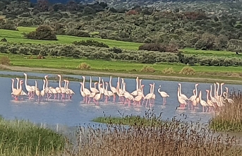 Göçmen kuşlardan olan flamingolar bu yıl Kıbrıs’ta daha çok sulak alanda görüntülendi