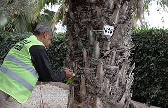 Hurma ağaçları ilaçlatıyor