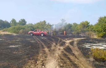 Çam ağaçları zarar gördü