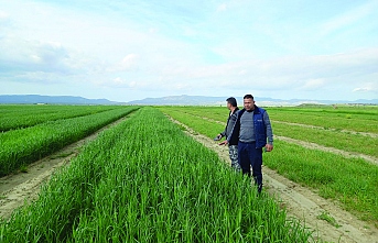 Buğday daha dirençli