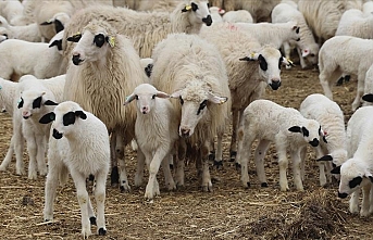 Acil önlem alınmalı