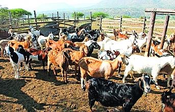 Detaylar açıklandı