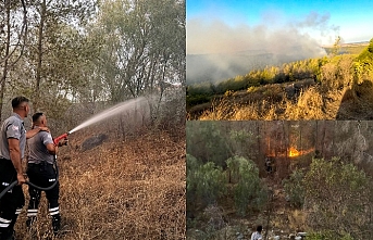 Ağaçlar zarar gördü