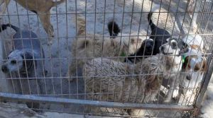 300 kilo kaçak et boşa gitmedi