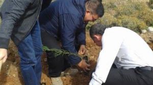 Berova: Ağaç sevgi ile büyür