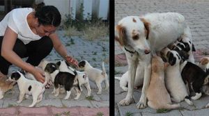 Yavru köpekleri bölge halkı sahiplendi