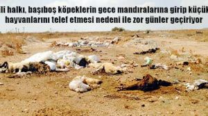 Buna kim dur diyecek?