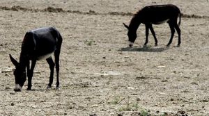 Durum tespiti yapıldı