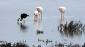 Flamingolar İlgi uyandırdı
