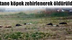 Hangi vicdansız yapıyor bunu?